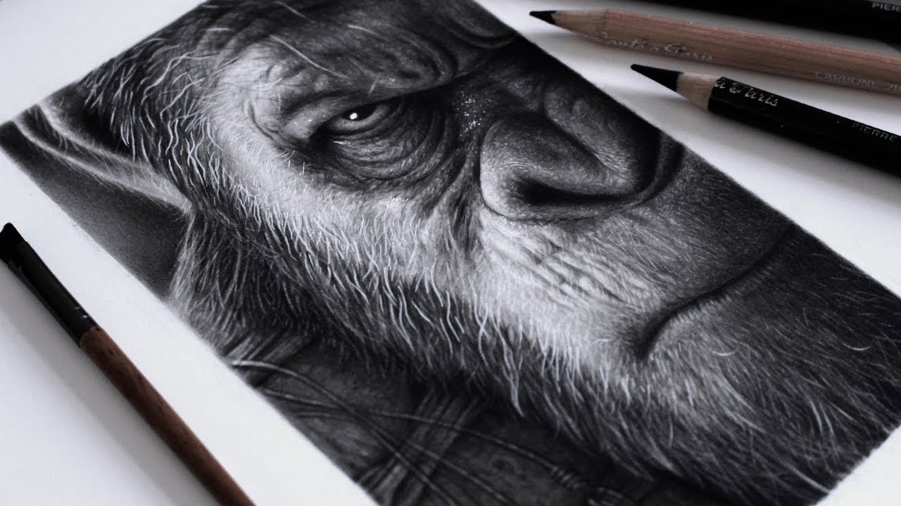 Desenhando Cesar – Planeta Dos Macacos (Carvão)